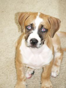 Blue the dog
